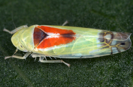 Diademblattzikade (Zyginella pulchra) - © Gernot Kunz